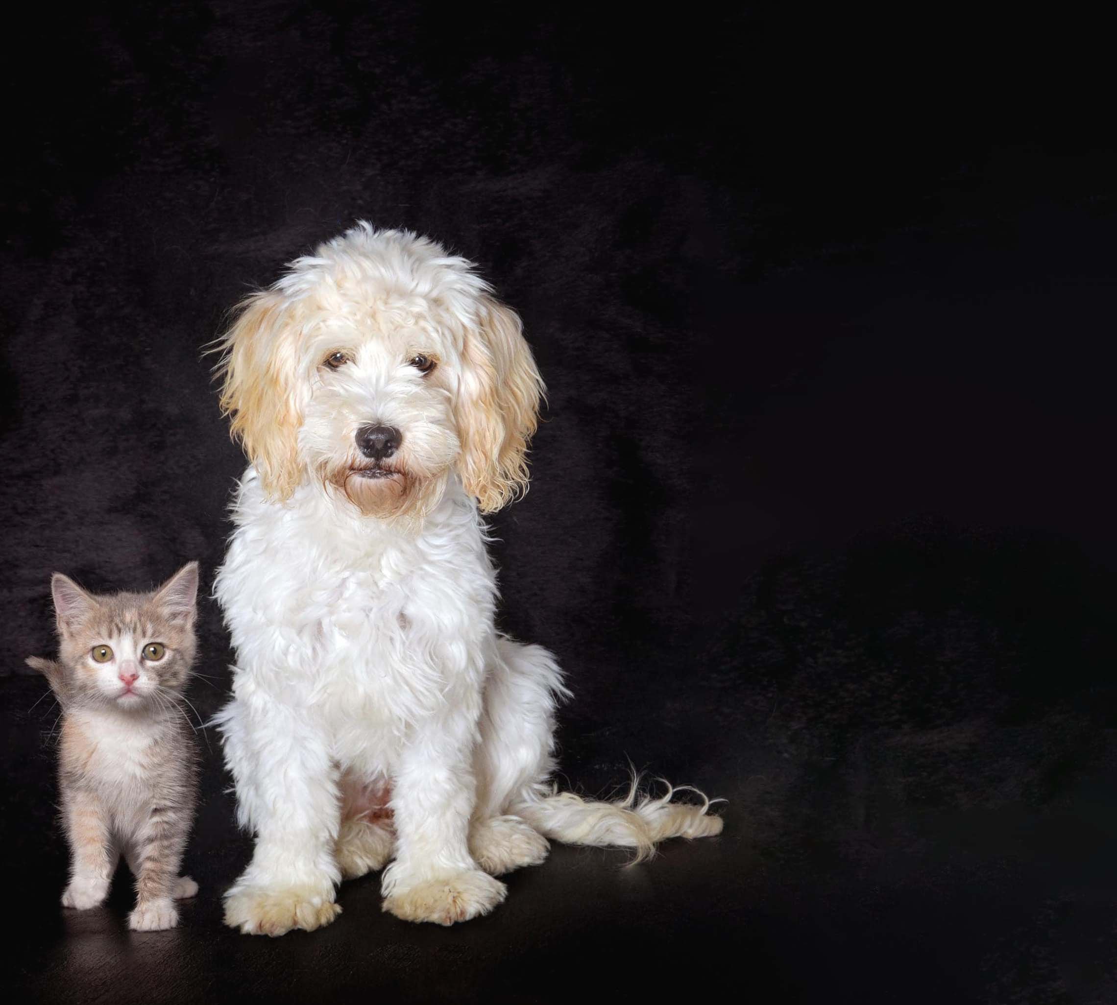 Duesenberg Charity Support Pet Orphans